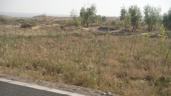 道路兩側(cè)植被恢復(fù)